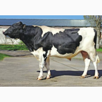 Закупівля корів, биків, коней, баранів та свиней м#039;ясокомбінатом Харкова