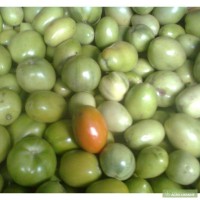 Продам зеленый помидор