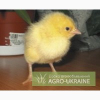 ТОВ «Мулард Україна» реалізує з інкубаторів в Польщі курчата добові РОСС 308.