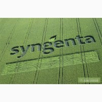 Семена кукурузы Сингента гибрид (Syngenta)