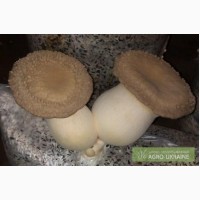 Мицелий - белый степной гриб