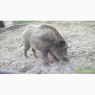 Продам парку Диких свиней 3 роки