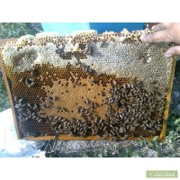 Продаются пчелопакеты Луганск пос.Роскошное