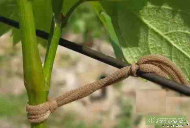 Фото 3. ЧП Агрошпагат Кольцо для подвязки виноградной лозы и других растений.