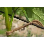 ЧП Агрошпагат Кольцо для подвязки виноградной лозы и других растений.
