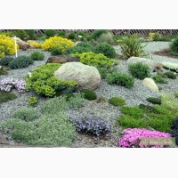 Кам'янистий сад (альпінарій, рокарій, альпійська гірка, японський сад)