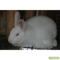 Продам кроликов породы белый панон