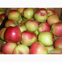 Продам Товарное яблоко Сорта: Спортан, Ред- Делишес, Голд и другие! Без нал. и наличными!