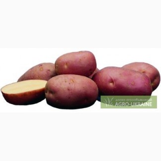 Семенной картофель Рокко
