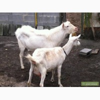 Продам зааненскую козу и козла