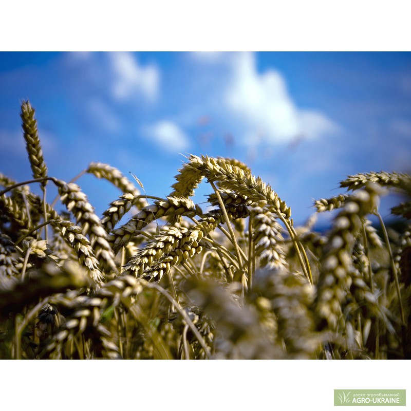 Фото 3. Семена пшеницы Богиня