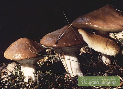 Фото 2. Мицелий опенка, мицелий масленка, мицелий лисички, груздя, польского и белых грибов