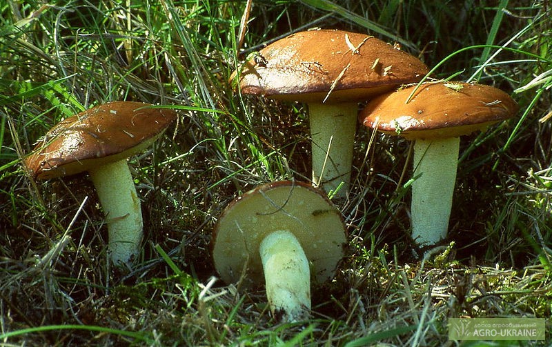 Фото 3. Мицелий опенка, мицелий масленка, мицелий лисички, груздя, польского и белых грибов