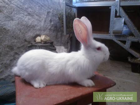 Фото 3. Продам кроликов Белого Великана