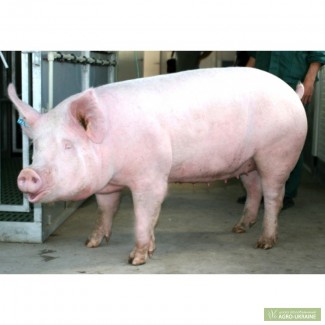 Продажа беконный свиней от производителя
