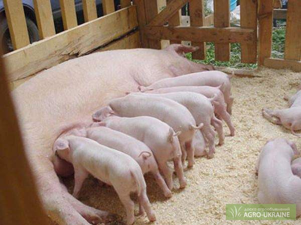 Фото 2. Продажа беконный свиней от производителя