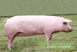 Фото 3. Продажа беконный свиней от производителя