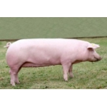 Продажа беконный свиней от производителя