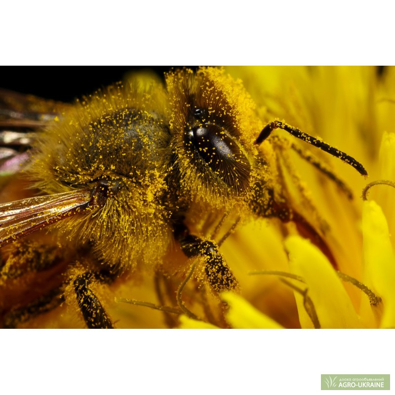 Фото 2. Семьи пчёл для пчеловода
