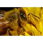Семьи пчёл для пчеловода