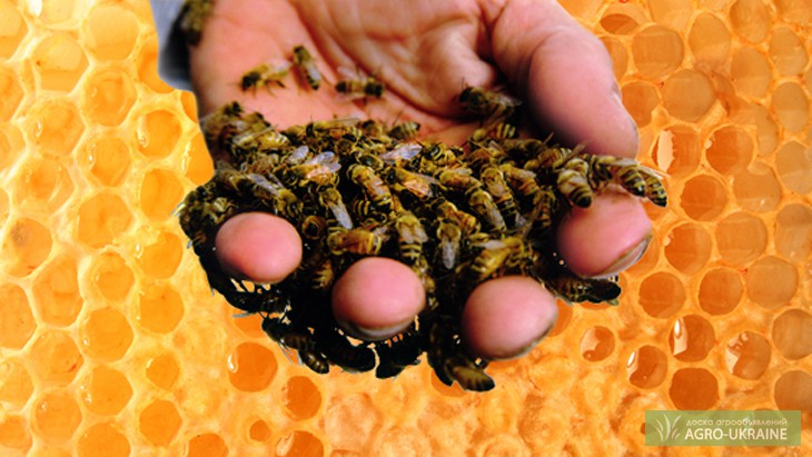 Фото 3. Семьи пчёл для пчеловода