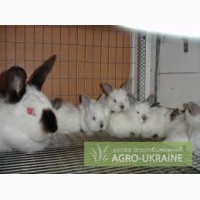 Кролики калифорнийский, белый паннон, французский хиплюс (гибрид)