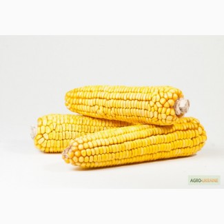 Гибрид кукурузы Биг Стар Euralis Semences