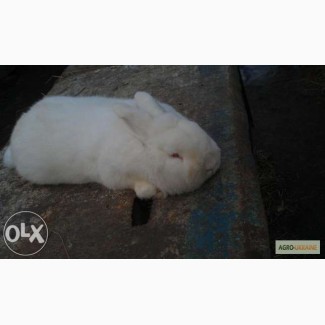 Продам кролей породы Новозеландская белая(НЗБ)