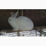Продам кролей породы Новозеландская белая(НЗБ)