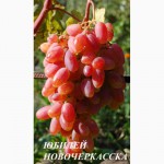 Продам столовый виноград: Аркадия, Кадрянка, Ливия, Юбилей Новочеркасска, Рошфор