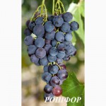Продам столовый виноград: Аркадия, Кадрянка, Ливия, Юбилей Новочеркасска, Рошфор