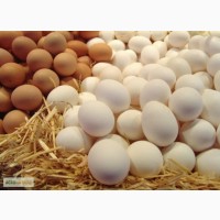 Продажа куриного яйца. Куриное яйцо категории С0 С1 С2. Без ГМО