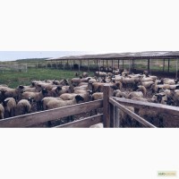 Продам оптом овец романовской породы