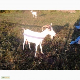 Продам молодых коз, порода Зааненская