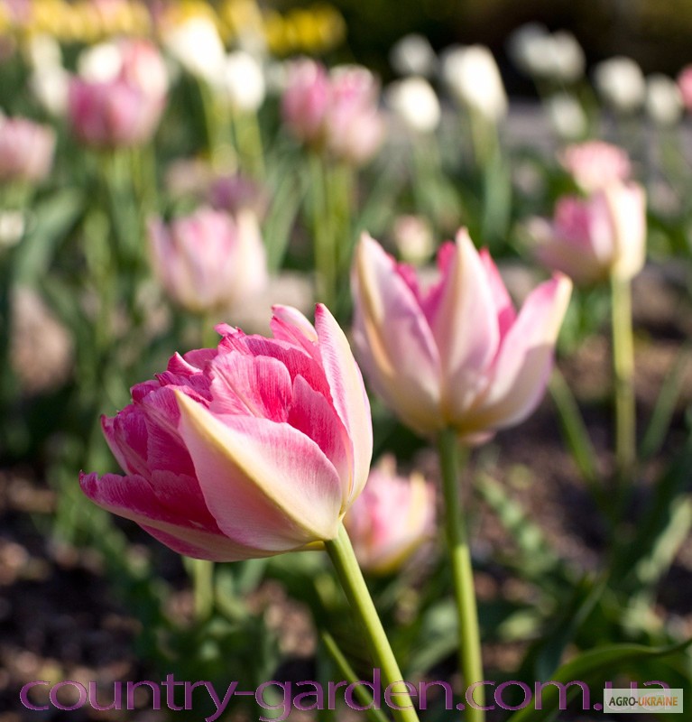 Фото 2. Продам луковицы Тюльпанов Махровых + Многоцветковых