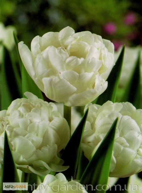Фото 3. Продам луковицы Тюльпанов Махровых + Многоцветковых