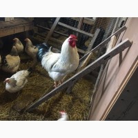 Продам инкубационные яйца кур, породы Первомайская