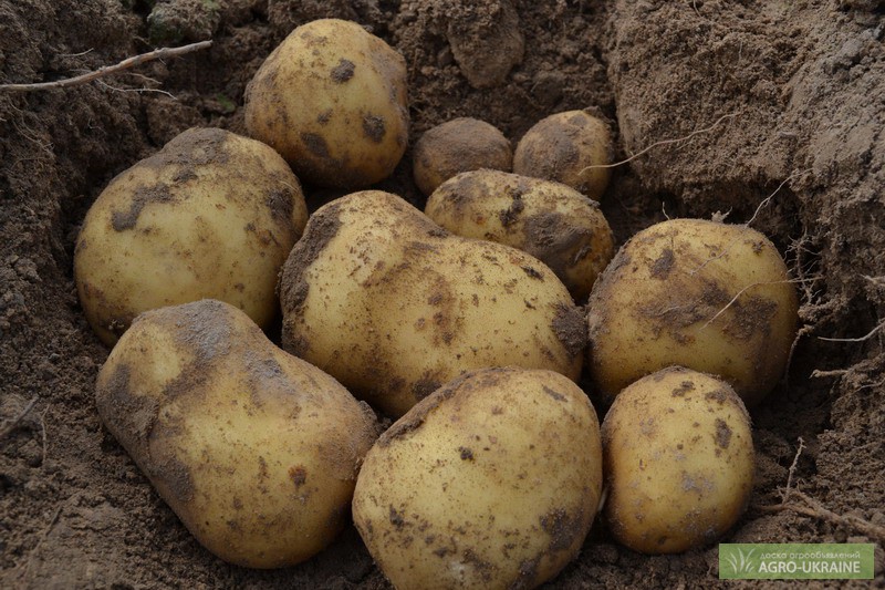 Сорта картофеля для пензенской области с фото