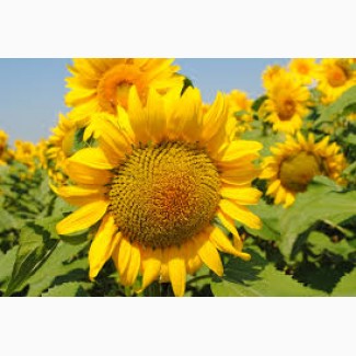 Купити насіння соняшника / Сонячний настрій / гранстаростійкий гібрид
