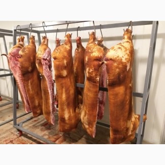 Закуповую свиней та свиноматок на мясо живою вагою