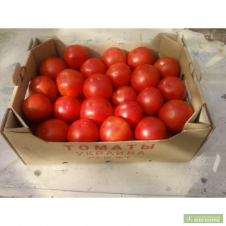 Продажа помидоров Силуэт
