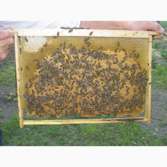 Продам бджолопакети на весну 2018 року