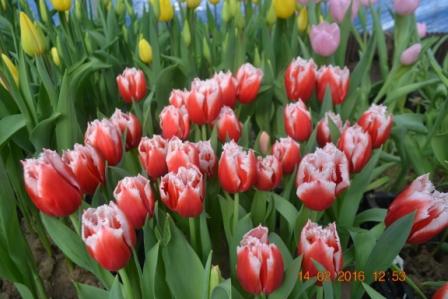 Фото 3. Тюльпаны оптом на 8 марта
