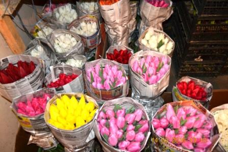 Фото 7. Тюльпаны оптом на 8 марта