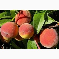 Саженцы персика отличного качетва от производителя