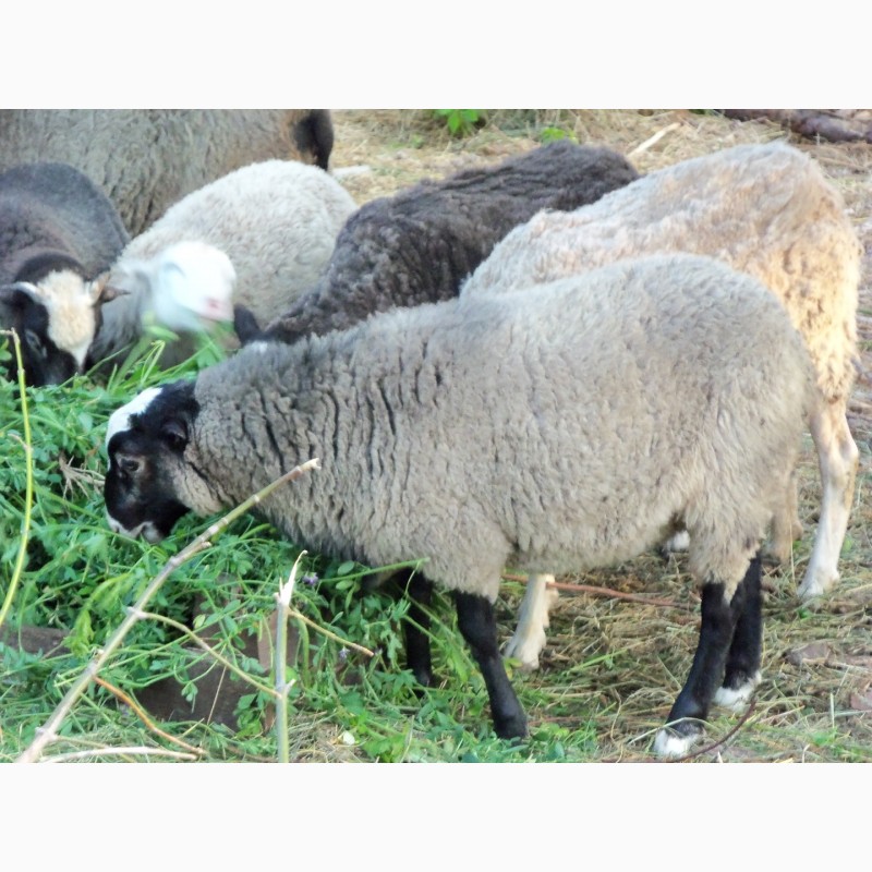 Куплю овец ягнят. Романовская порода овец. Ягнята Романовской породы. Овца с ягненком. Продажные бараны.