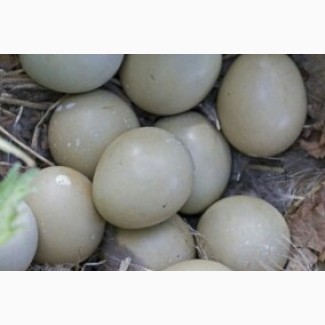 Продам інкубаційні яйця фазана мисливського