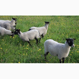 Продам овец чисто порода романовская
