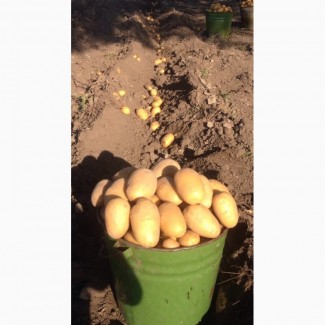 Продам картофель Кубанка Лимонка Импала Ривьера
