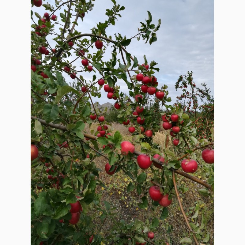 Фото 2. Продам яблоки зимних сортов. Из сада, урожай 2018 г